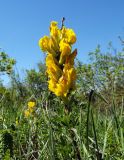 Chamaecytisus wulffii