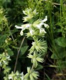 Stachys pubescens