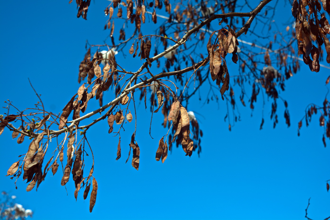 Image of genus Robinia specimen.