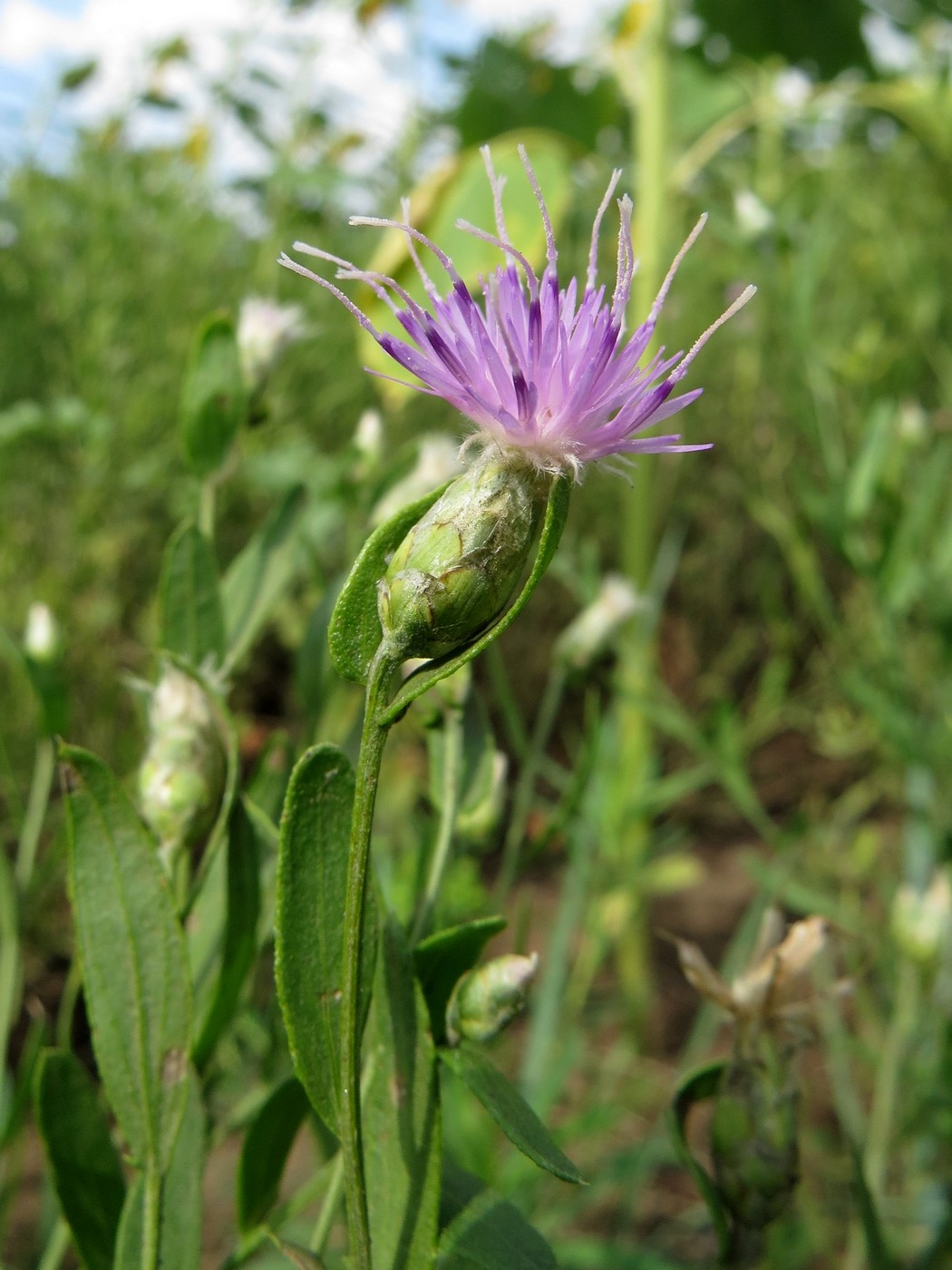 Image of Acroptilon repens specimen.