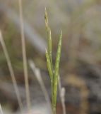 Brachypodium retusum