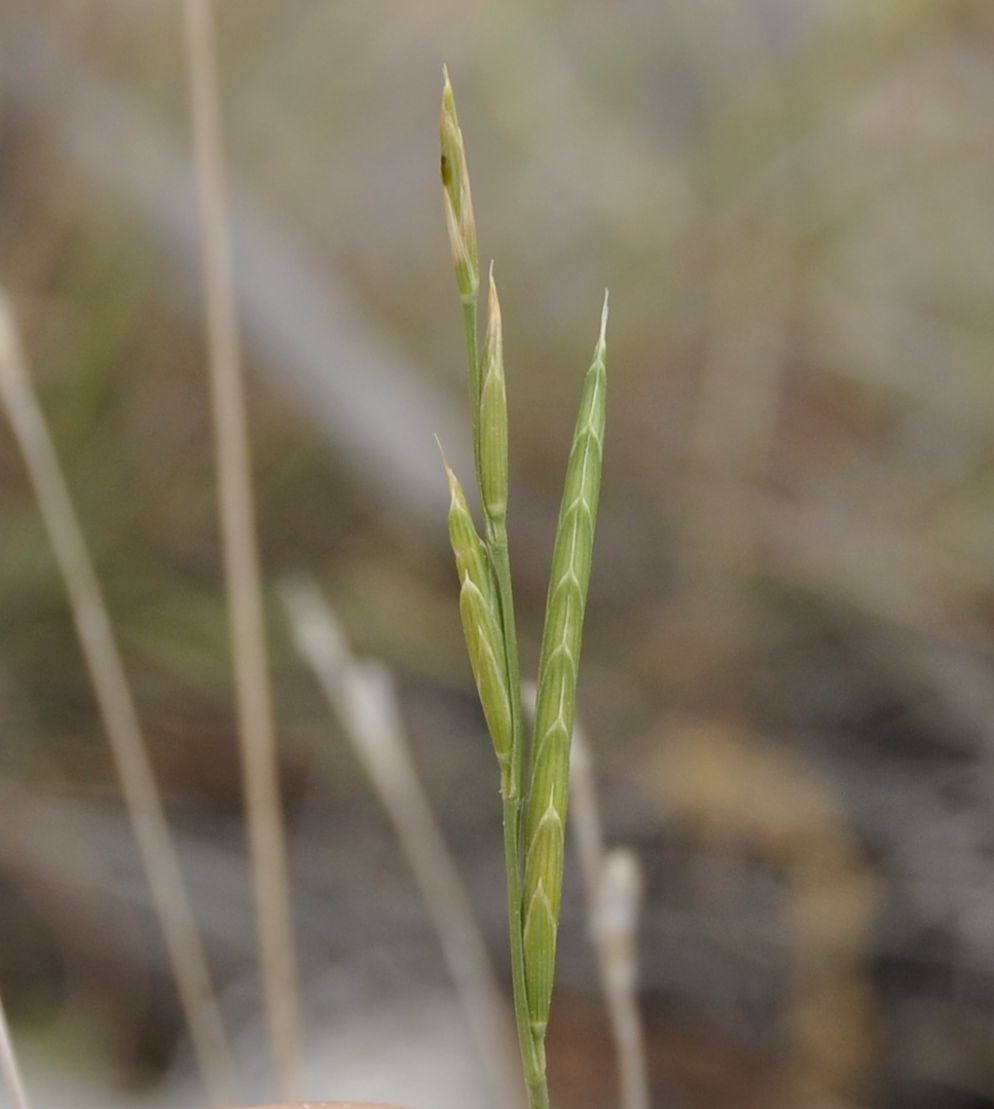 Изображение особи Brachypodium retusum.