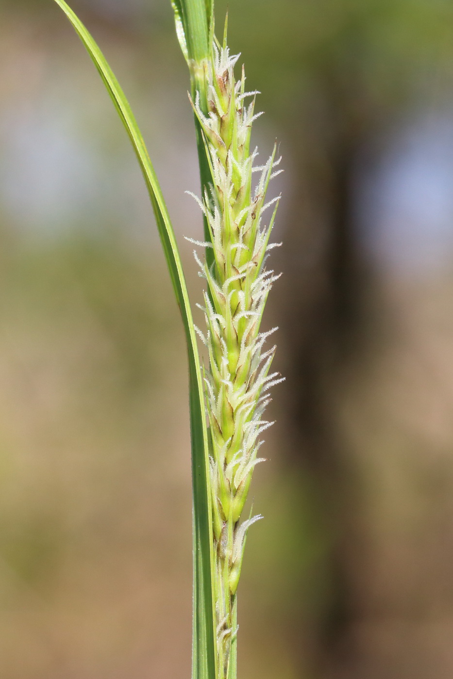 Image of Carex riparia specimen.