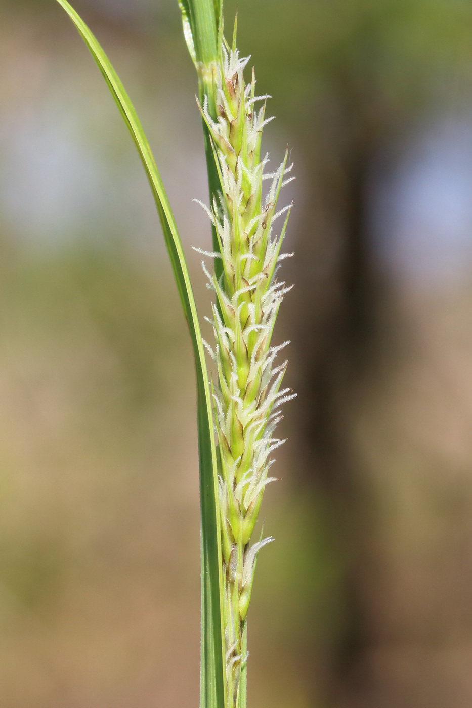 Изображение особи Carex riparia.