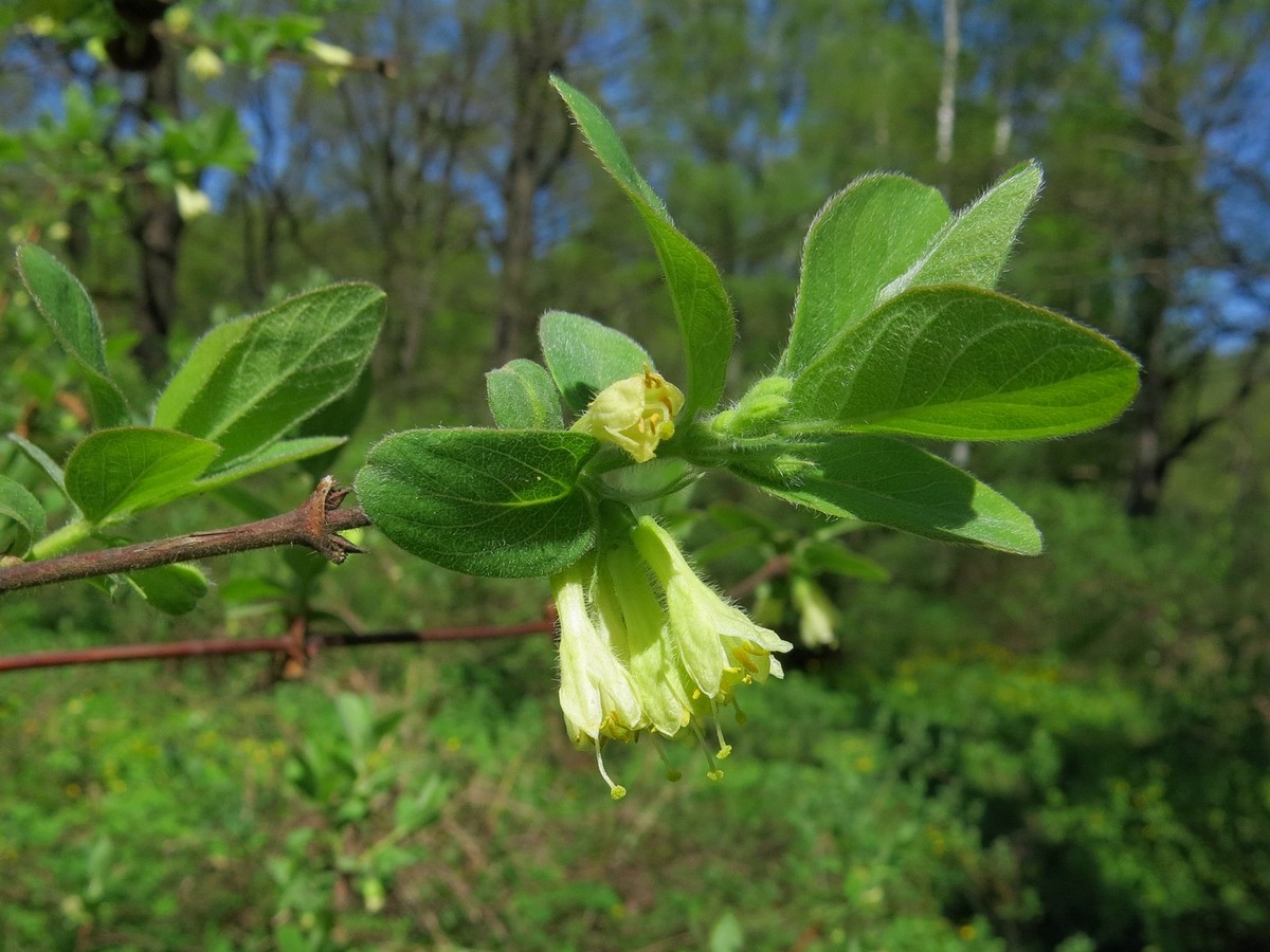 Изображение особи Lonicera caerulea.