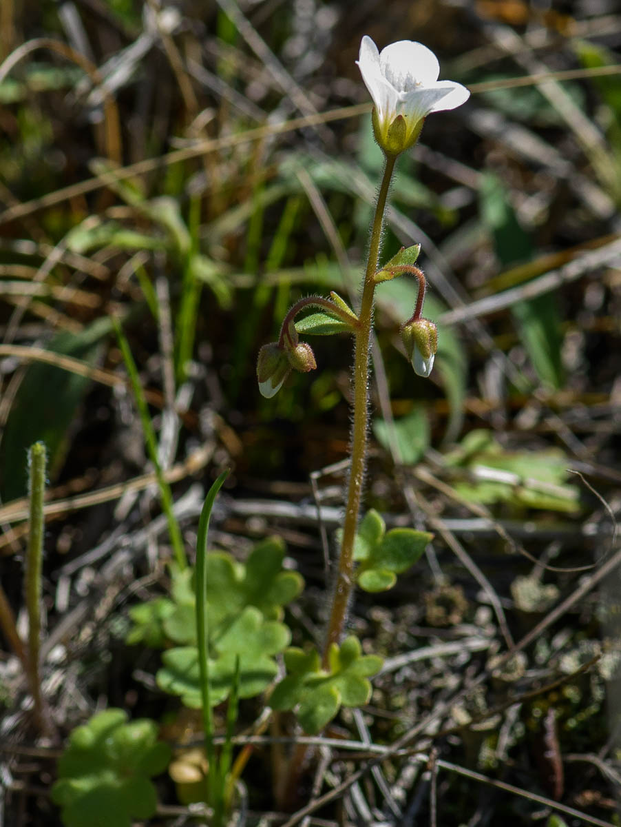 Image of Saxifraga sibirica specimen.