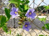 Thunbergia laurifolia