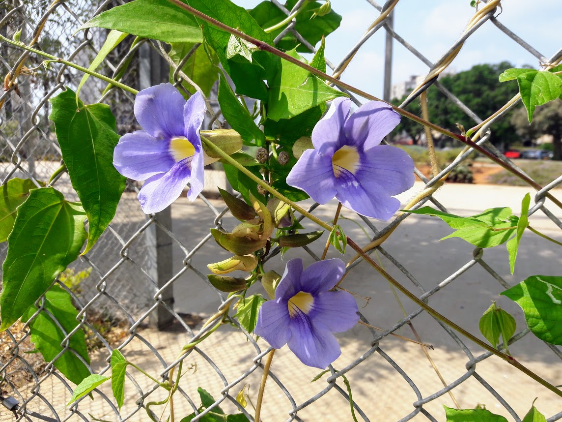 Image of Thunbergia laurifolia specimen.