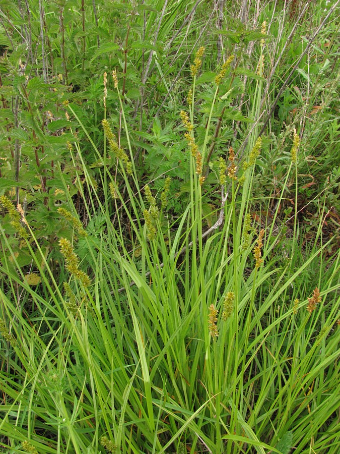 Image of Carex polyphylla specimen.