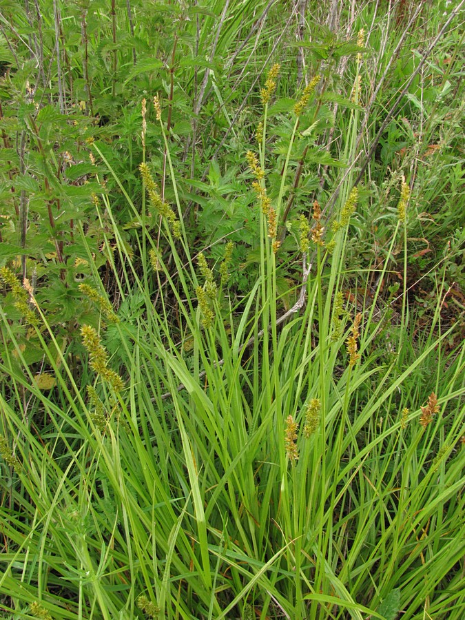 Image of Carex polyphylla specimen.