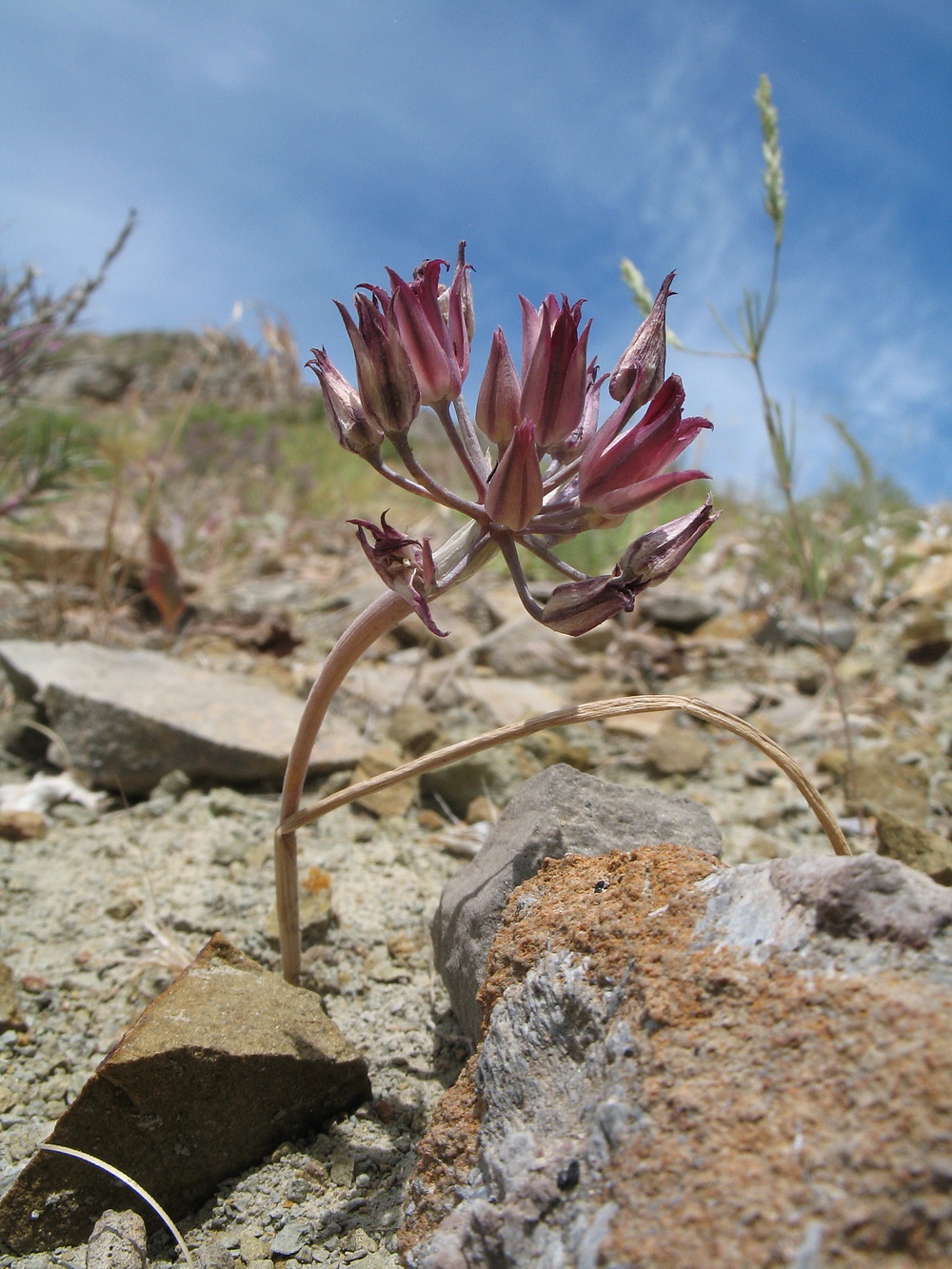 Image of Allium kujukense specimen.