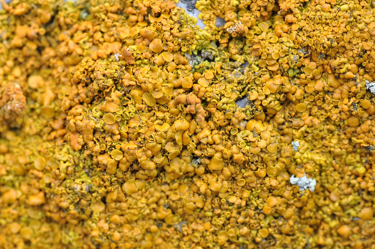Image of familia Teloschistaceae specimen.