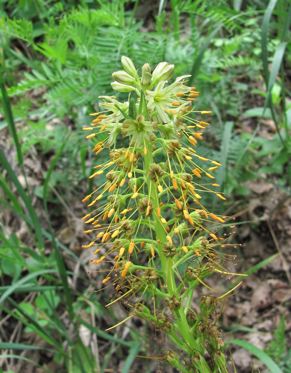 Изображение особи Eremurus spectabilis.