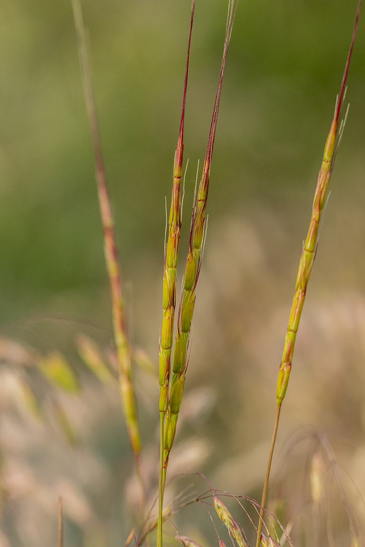 Изображение особи Aegilops cylindrica.