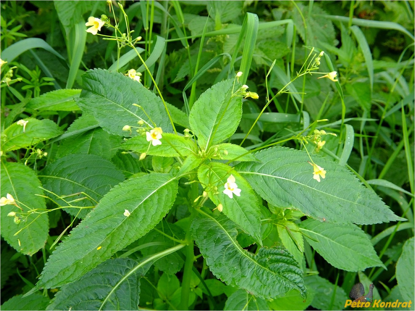 Image of Impatiens parviflora specimen.