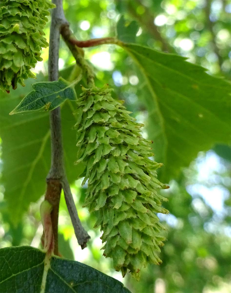 Изображение особи Betula raddeana.