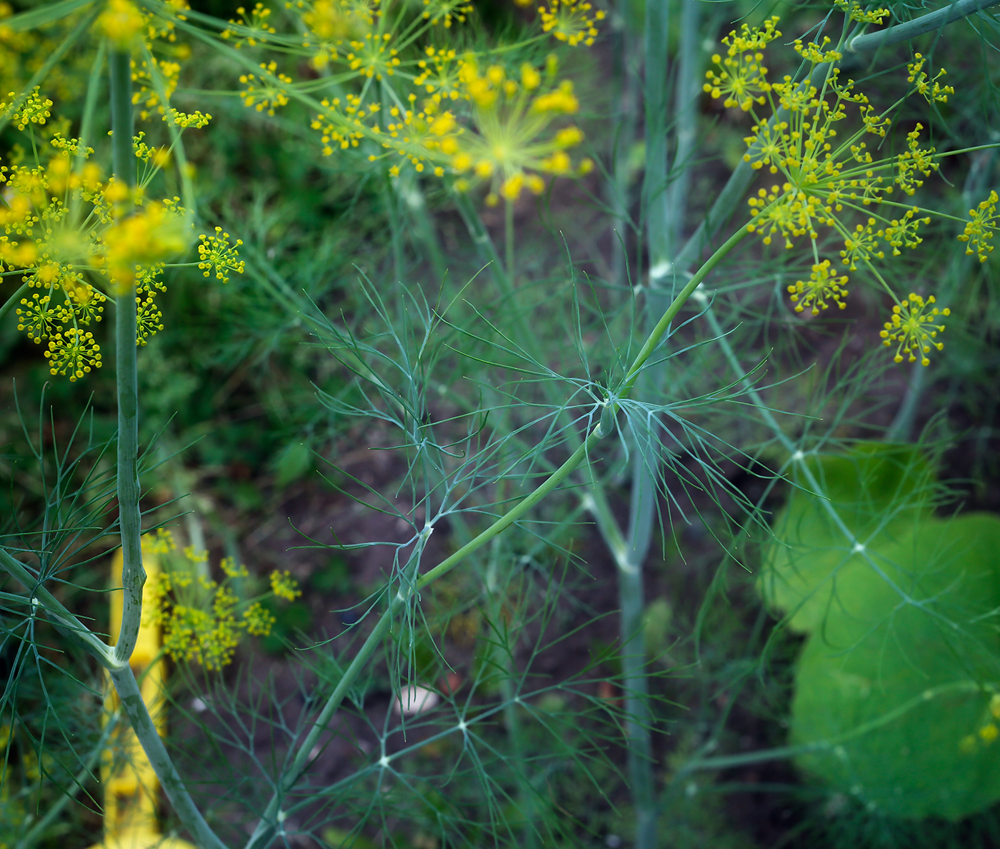 Изображение особи Anethum graveolens.