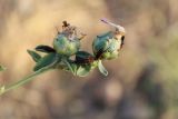 Centaurea iberica. Соцветия с сидящими наездниками. Южный Казахстан, предгорья Таласского Алатау, окр. с. Жабаглы, 1140 м н.у.м., сухая предгорная степь. 1 августа 2018 г.