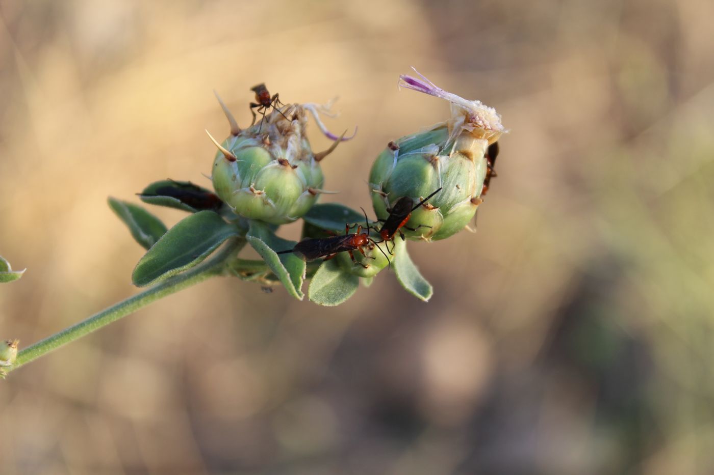 Изображение особи Centaurea iberica.