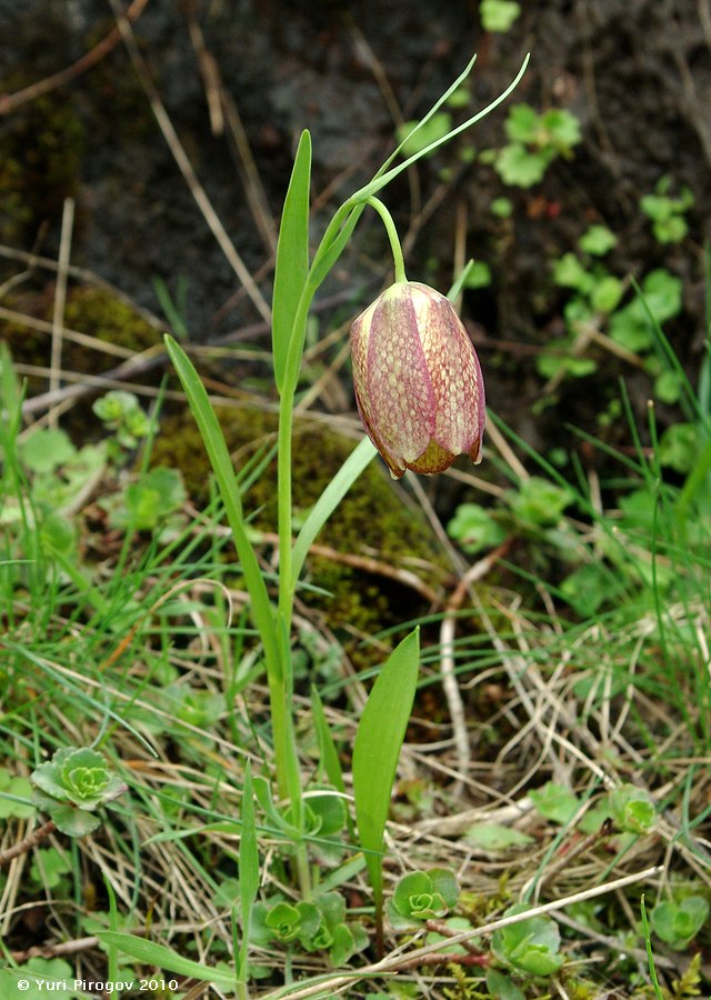 Image of Fritillaria grandiflora specimen.