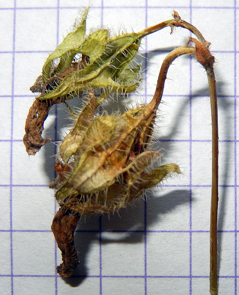 Image of Campanula praealta specimen.