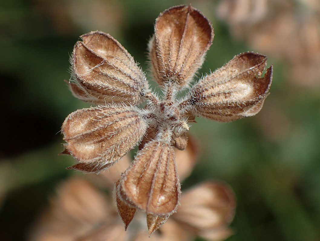 Image of Salvia verbenaca specimen.