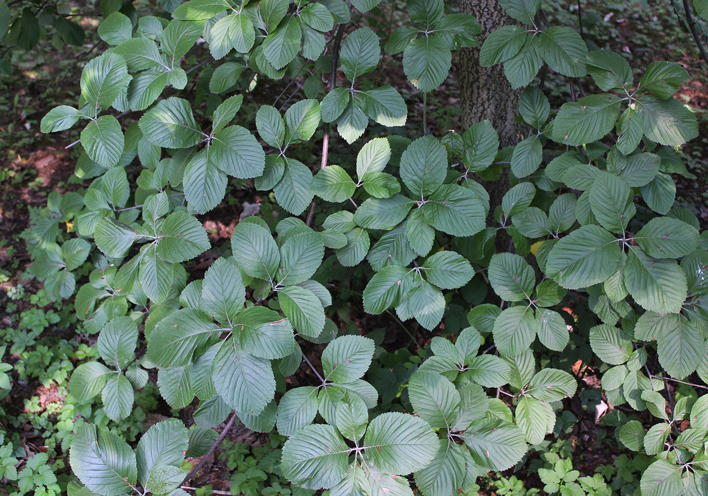 Image of Sorbus graeca specimen.