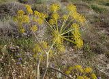 Ferula communis