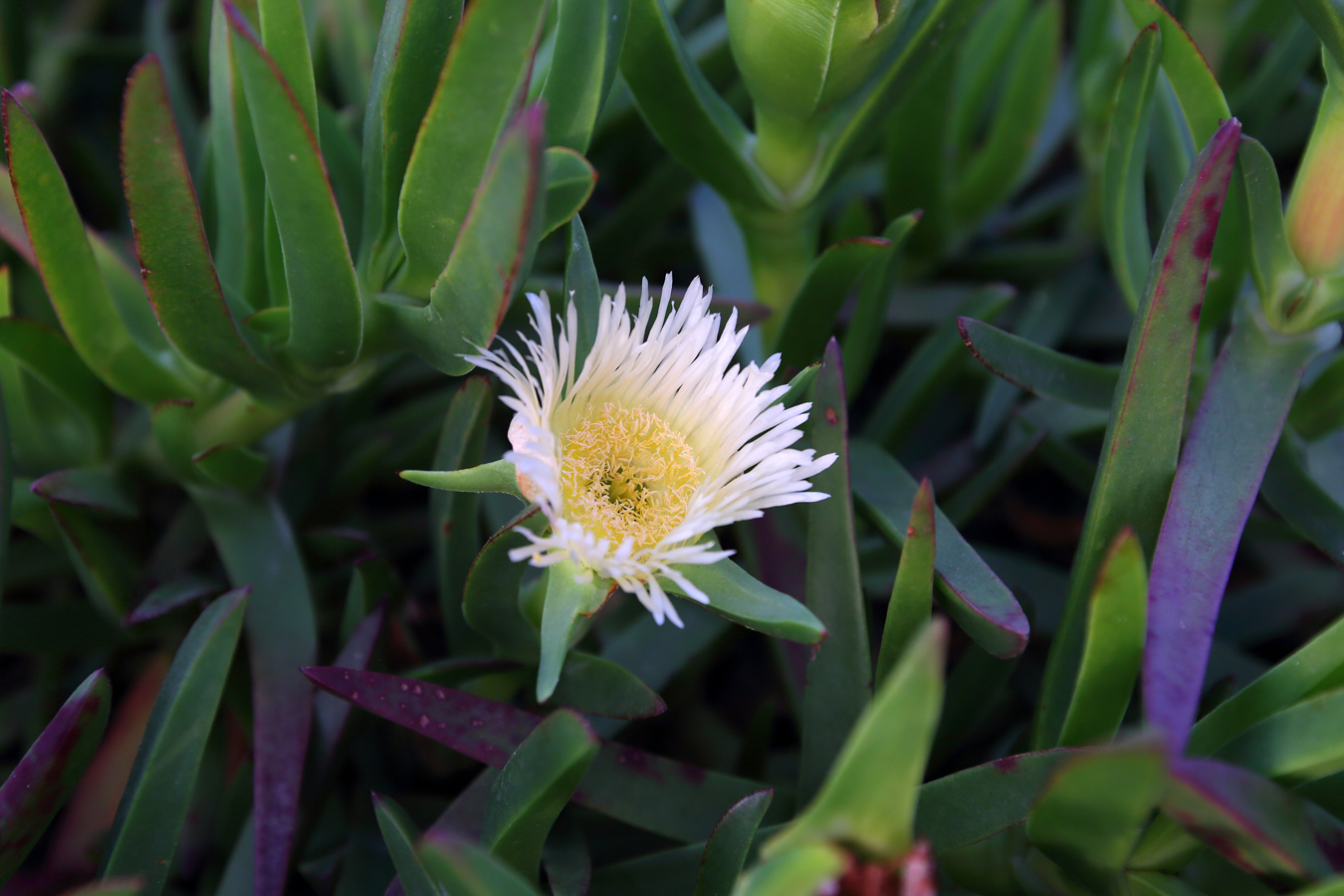 Image of Carpobrotus edulis specimen.