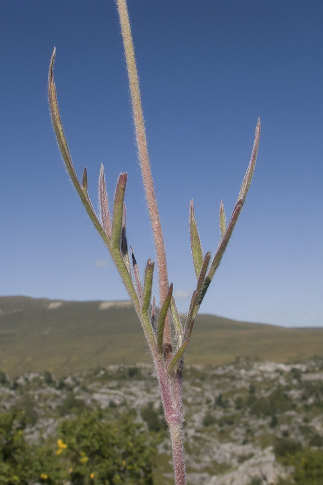 Image of Lomelosia caucasica specimen.