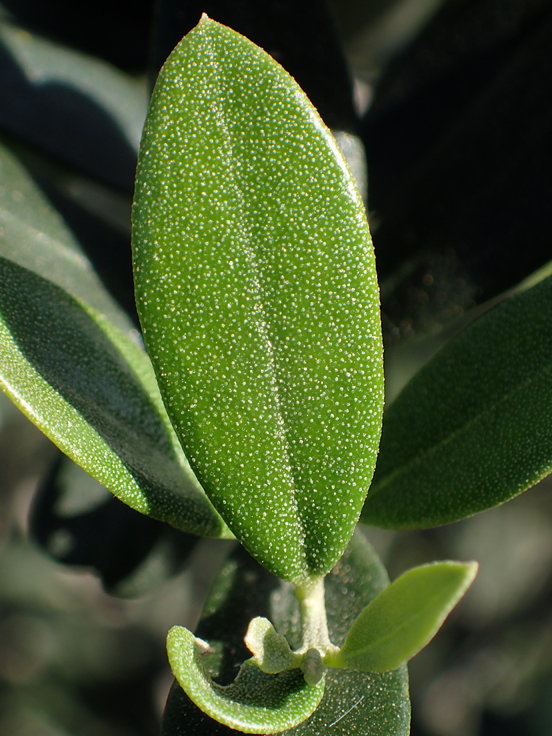 Image of Olea europaea var. sylvestris specimen.