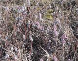 род Salix