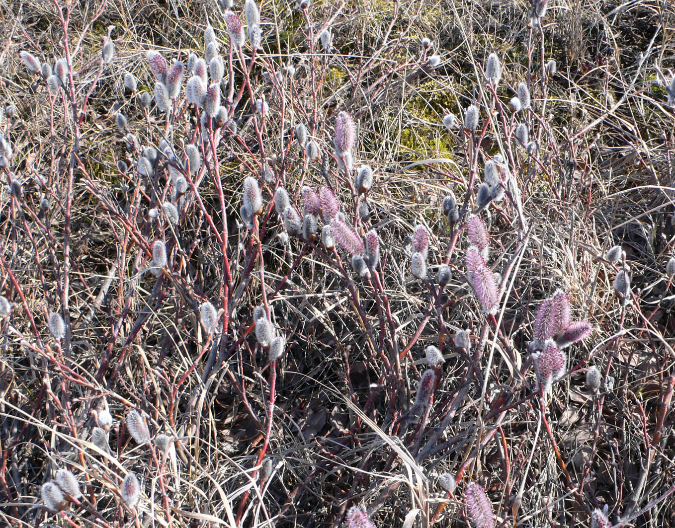 Image of genus Salix specimen.