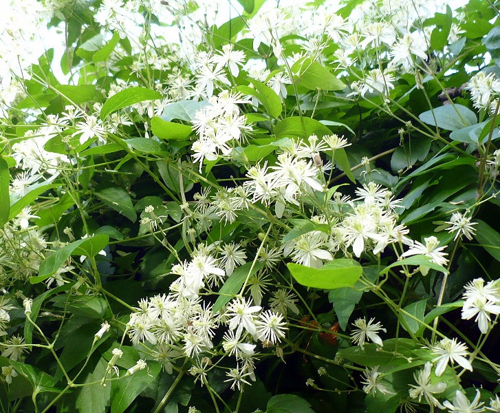 Image of Clematis vitalba specimen.
