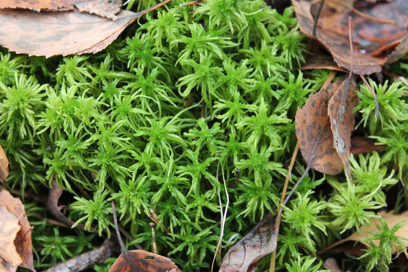 Изображение особи Sphagnum girgensohnii.