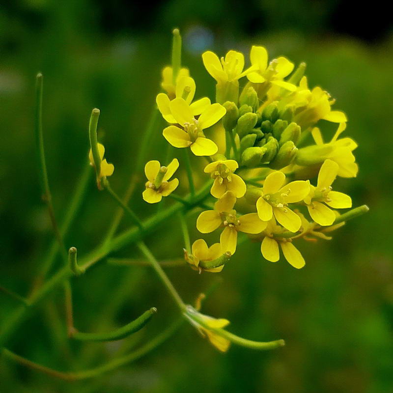 Изображение особи Sisymbrium loeselii.