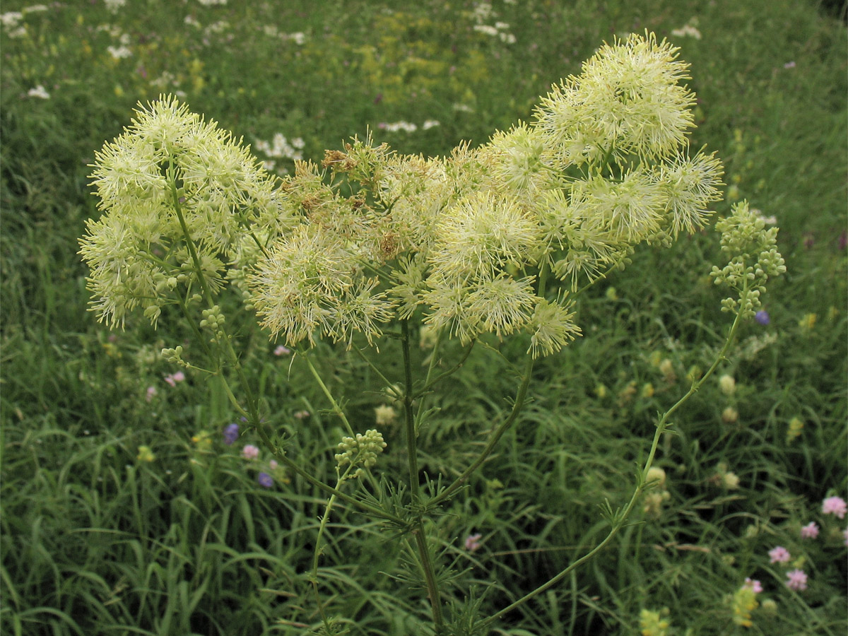 Изображение особи Thalictrum lucidum.