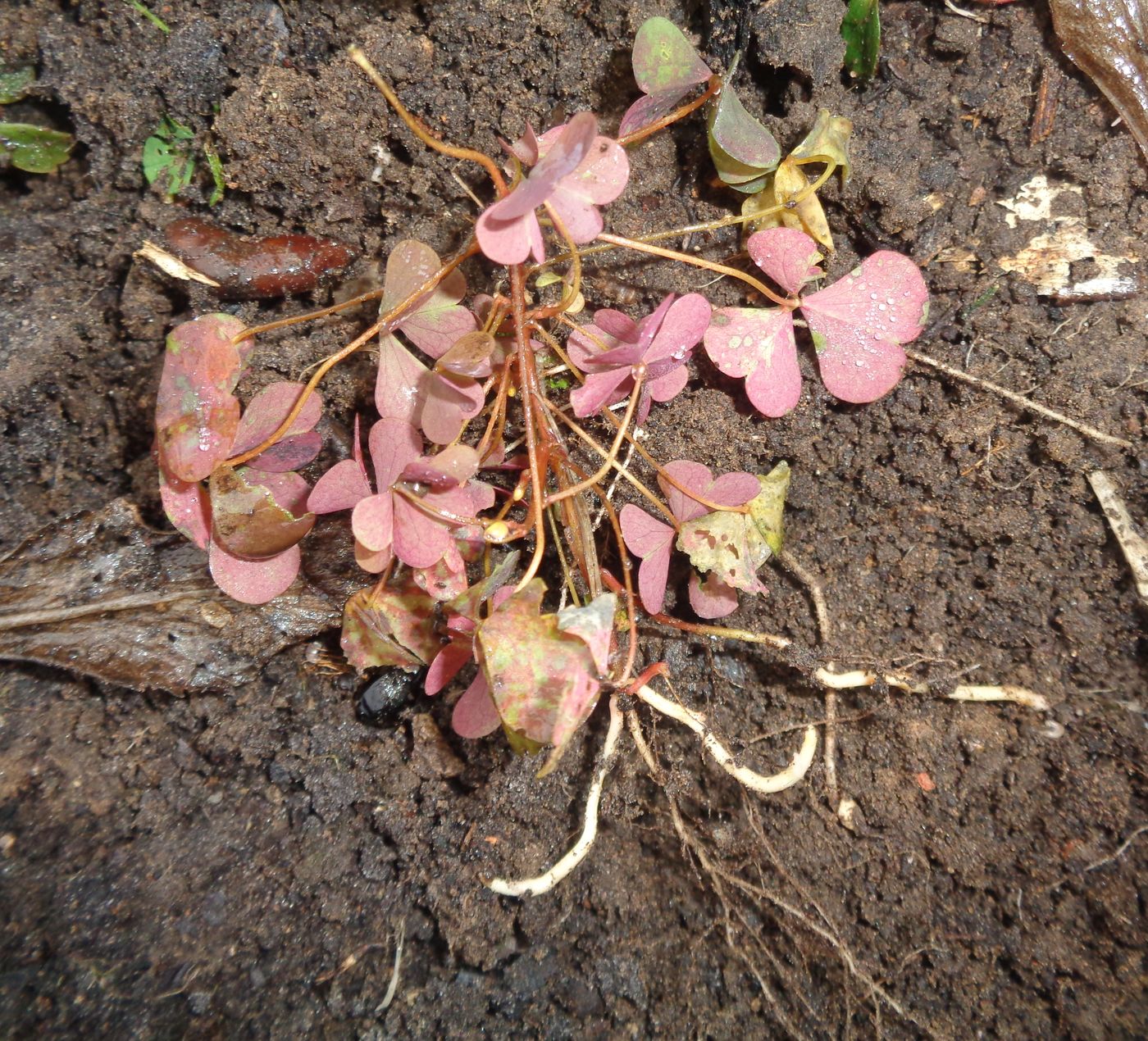 Image of Oxalis stricta specimen.