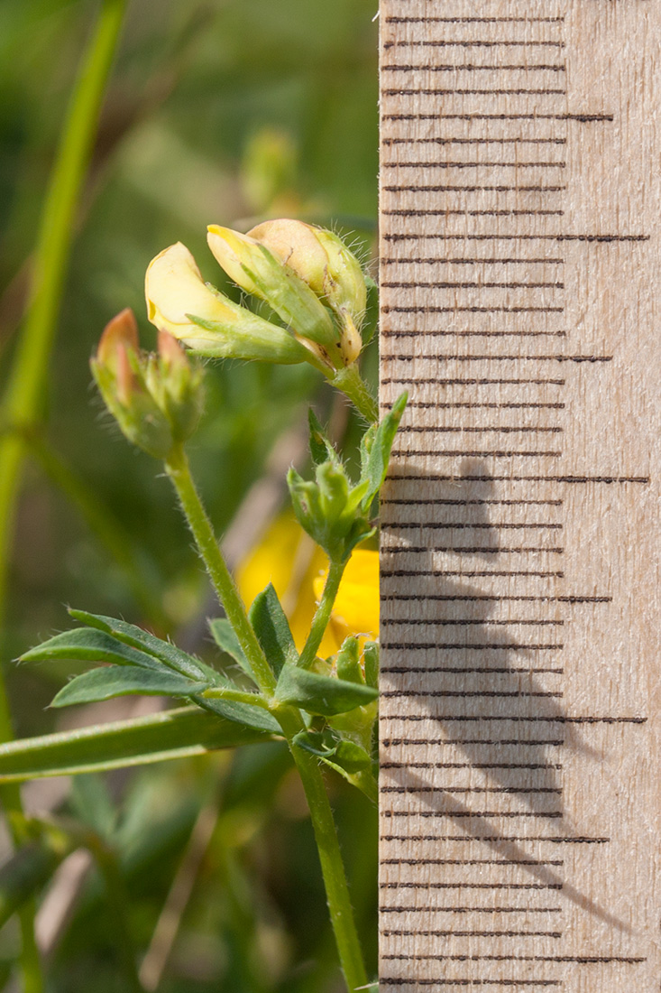 Image of genus Lotus specimen.