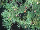 Afrocarpus falcatus