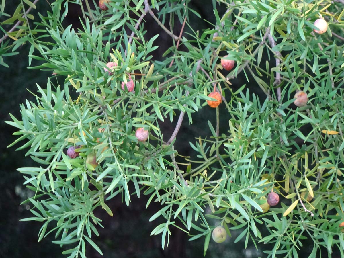 Image of Afrocarpus falcatus specimen.
