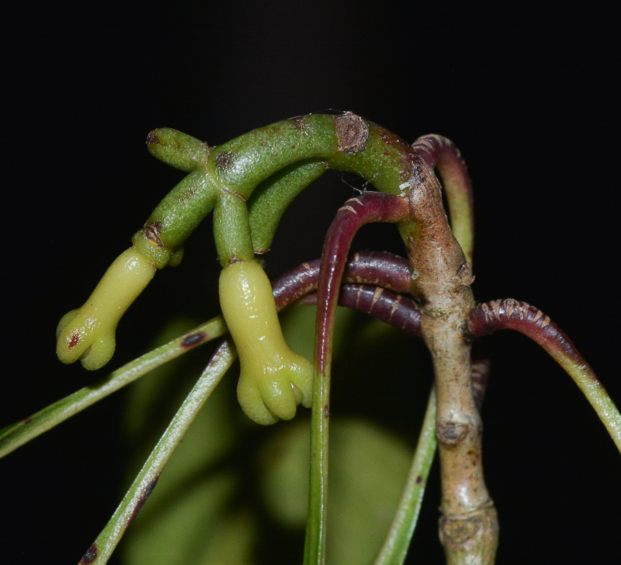 Изображение особи Syzygium aromaticum.