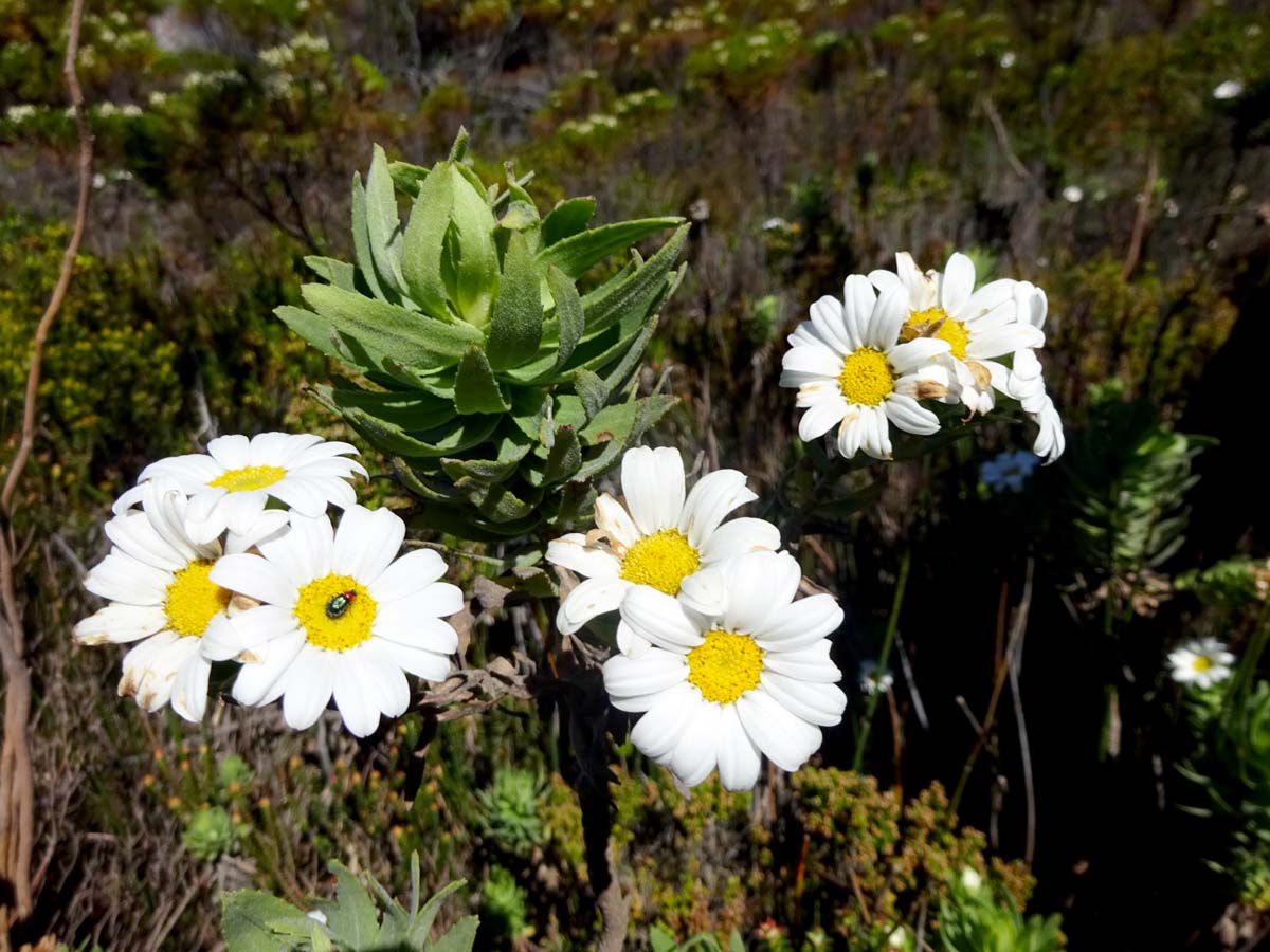 Image of Osmitopsis asteriscoides specimen.