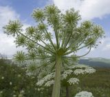 Image of taxon representative. Author is Татьяна Винокурова