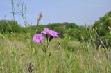 Dianthus chinensis