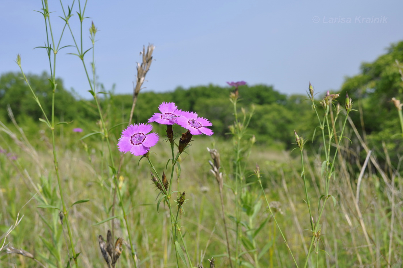 Image of Dianthus chinensis specimen.