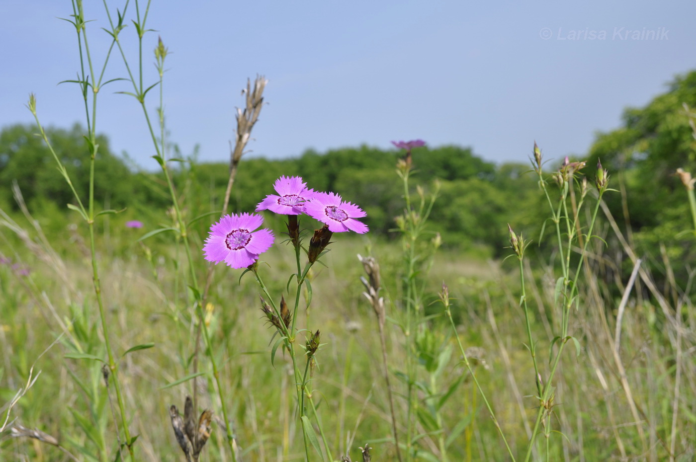 Изображение особи Dianthus chinensis.