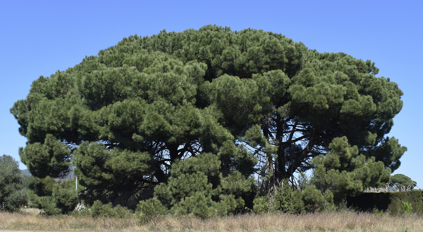 Изображение особи Pinus pinea.