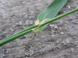 Dactylis glomerata