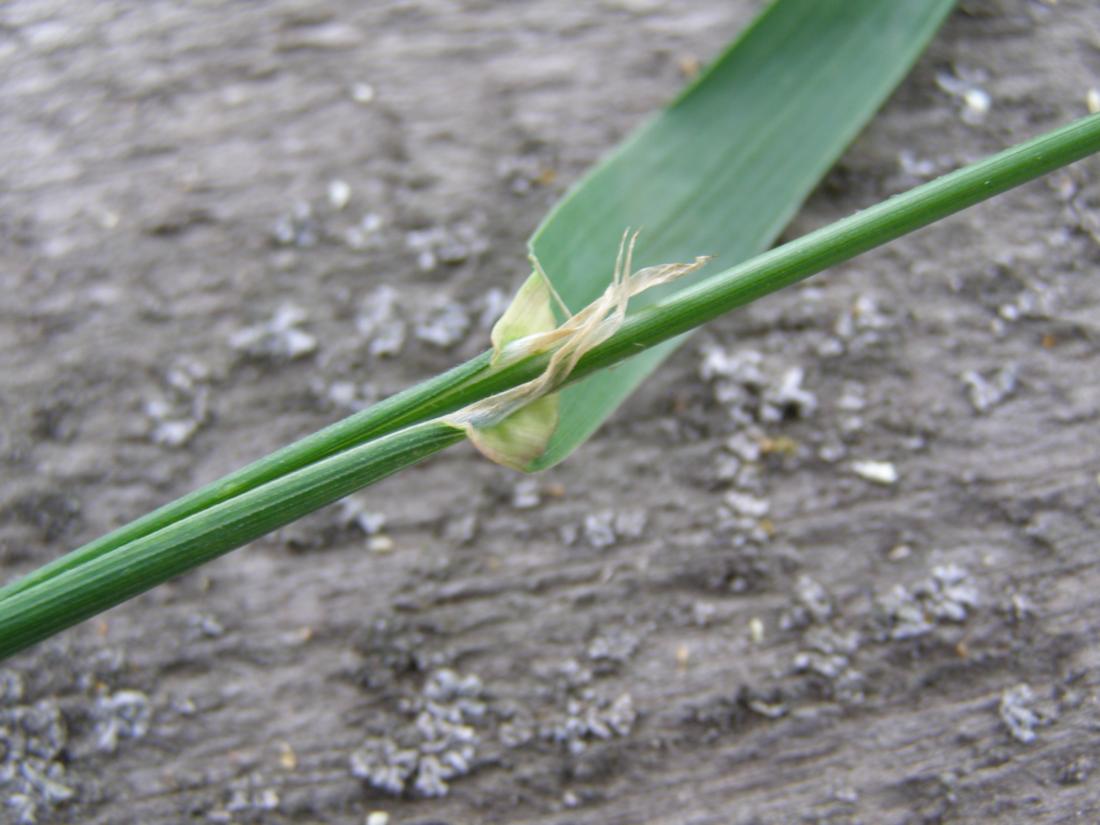 Изображение особи Dactylis glomerata.